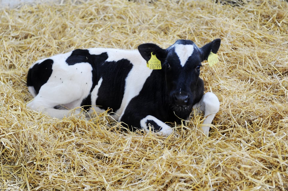 Have you Herd the latest? All you need to know on the new cattle movement regulations.