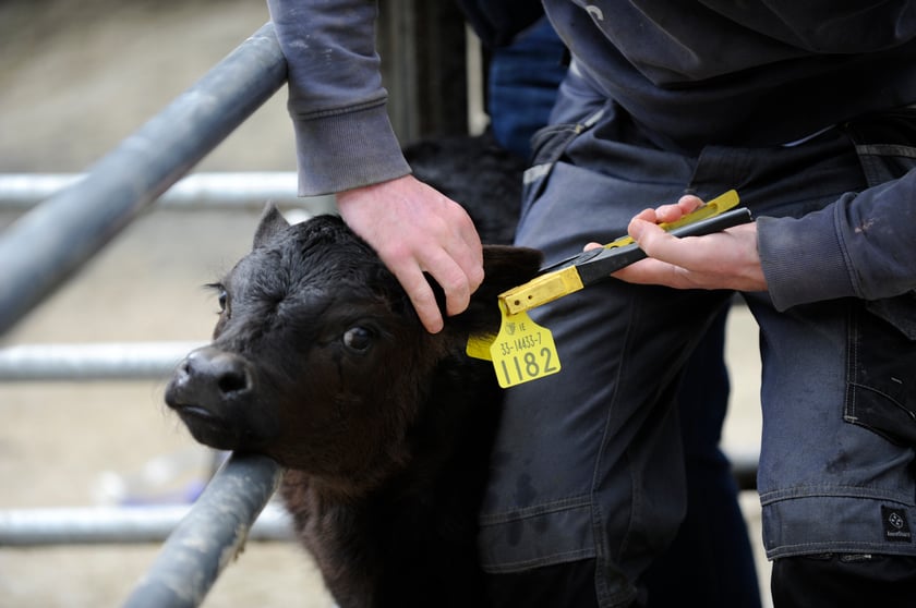 Calf Care- Tagging Guidelines