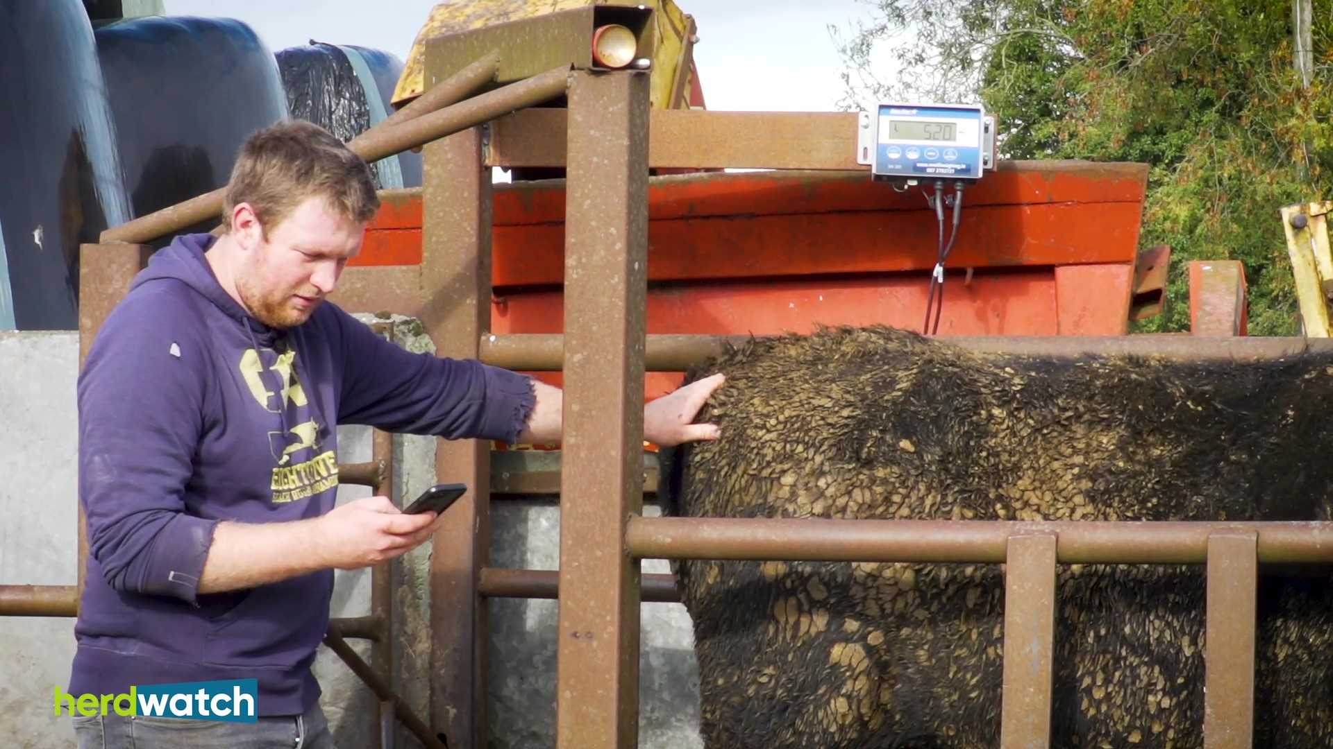 HERDWATCH FARMER PHIL  Weights - frame at 5m18s