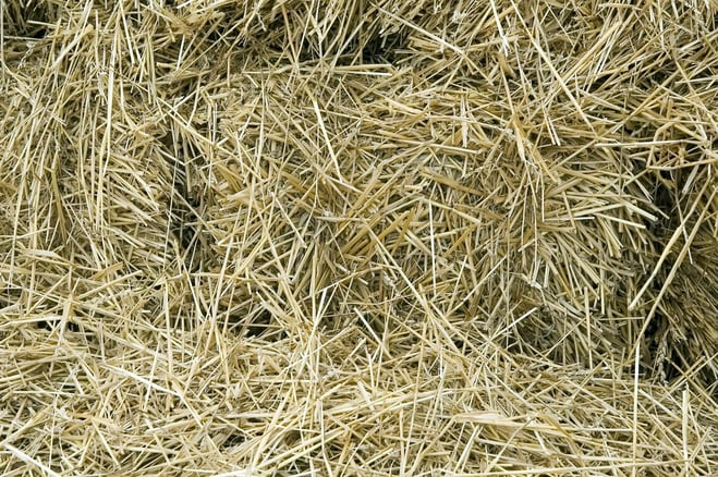 Hay