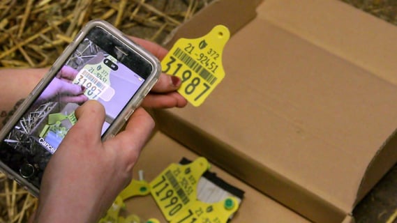 Herdwatch-calf-registartion-scan-tags