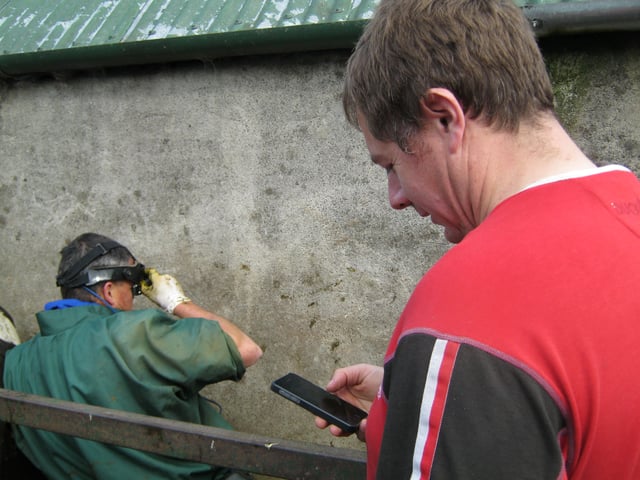 Farmer recording scans in Herdwatch 