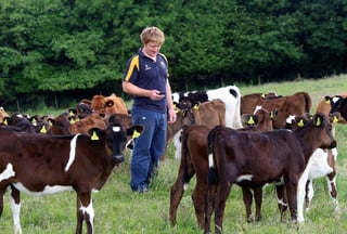 British -Farmer- Cheshire- Dairy -Farm