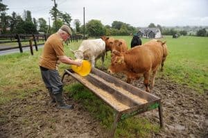 Suckler Farmers feeding cattle
