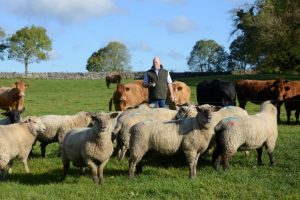 Pat Feehily using Herdwatch to help with farm management