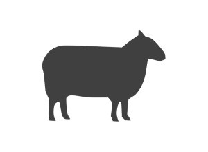 Sheep Icon 300x220