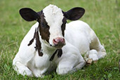 cow