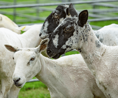 Buying in replacement ewes