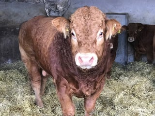 farm-limousin-bull