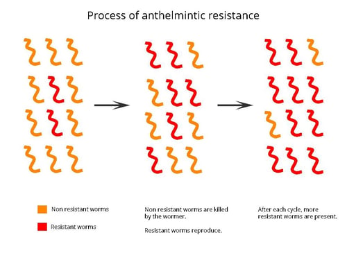 wormers resistance