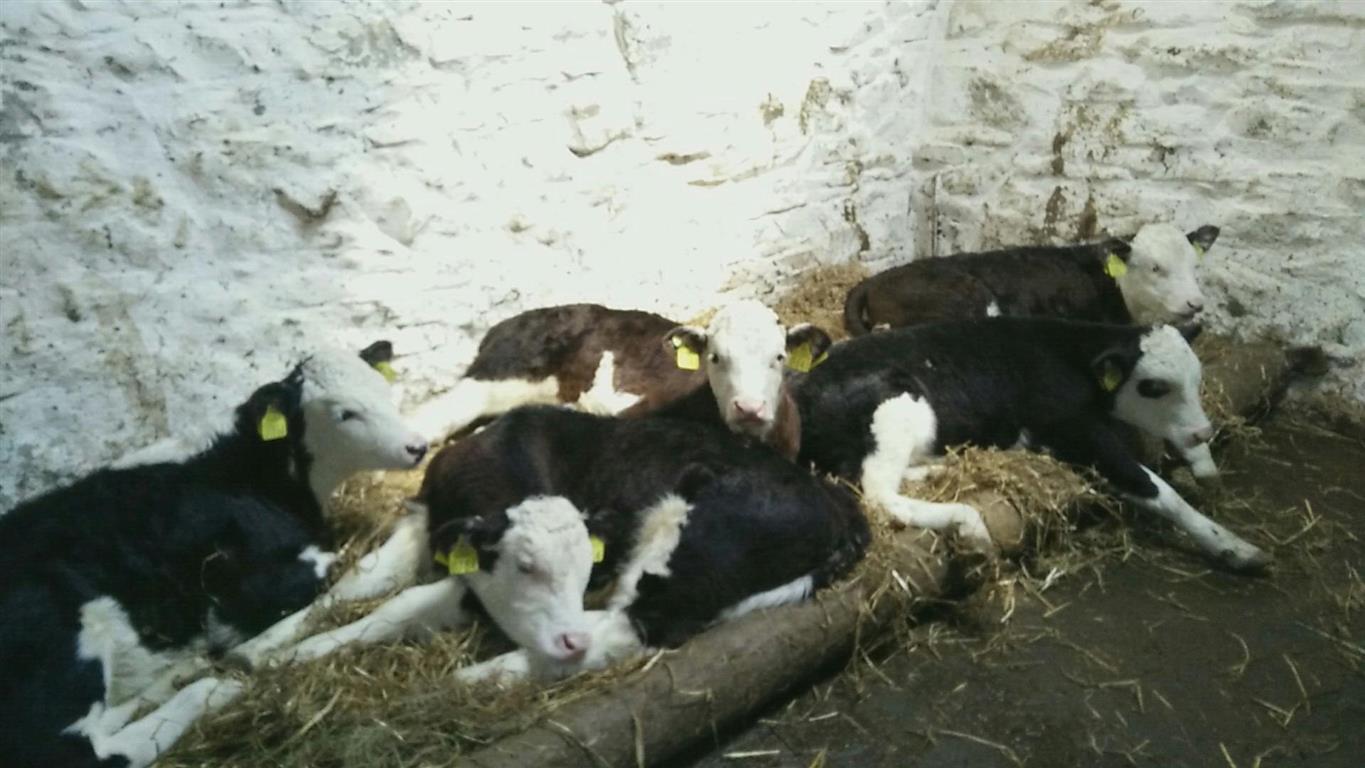 Gearoids Hereford calves (Medium).jpg
