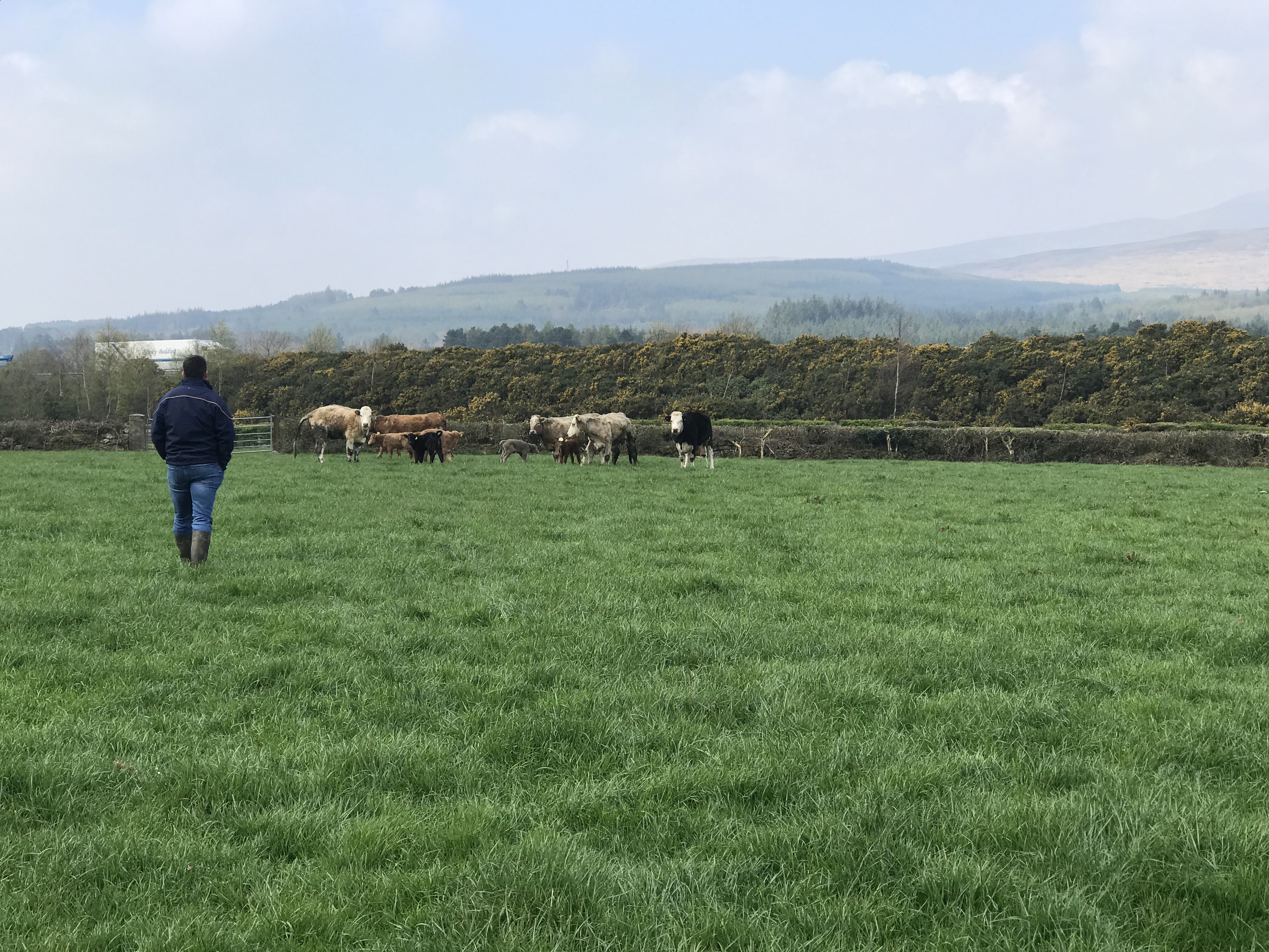 Herdwatch offering a new plan in response to the difficult market conditions being experienced by the Irish suckler farming community.